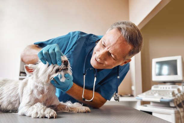 Best Emergency Dental Care for Broken or Chipped Teeth in Ninety Six, SC